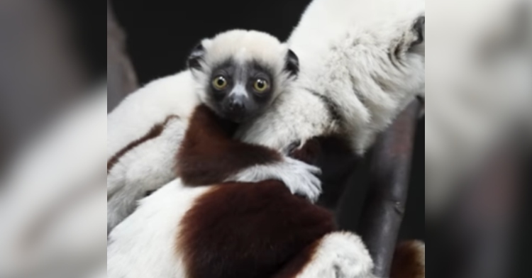A "dancing lemur" baby looks wide-eyed at the camera as they rest on their parent's back.