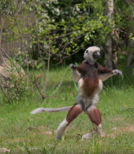 Dancing lemur baby stands on their hindlegs, moving sideways in a grassy area.