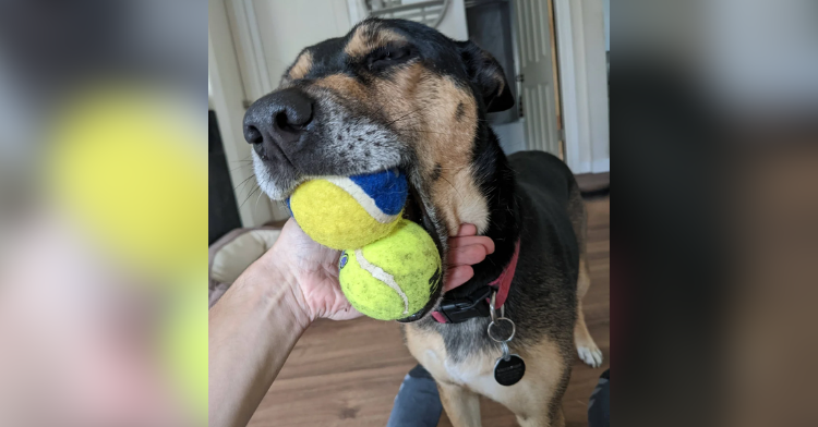 Dog biting two tennis balls