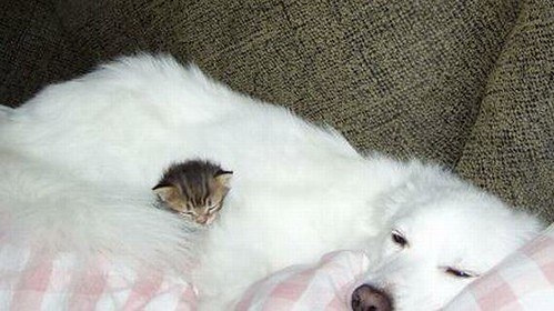 A tiny kitten is resting in the fur coat of a large pooch. 