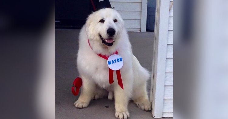 A dog named Duke wearing his mayoral badge.