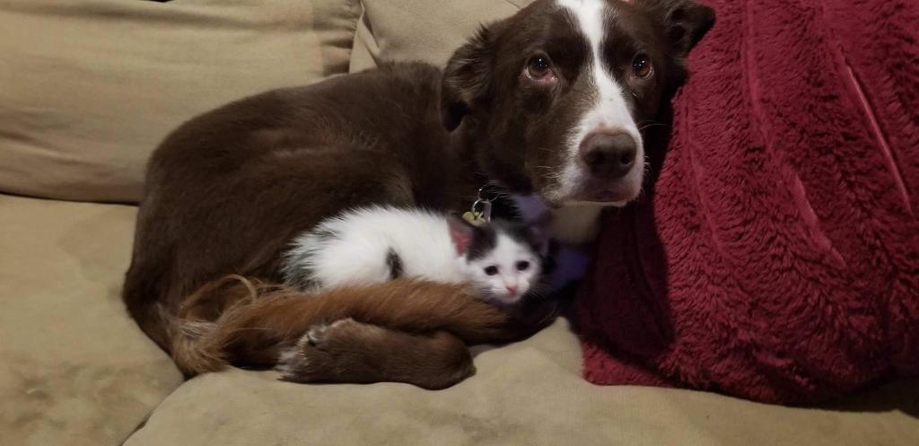 A dog and a kitten lie on the couch together.