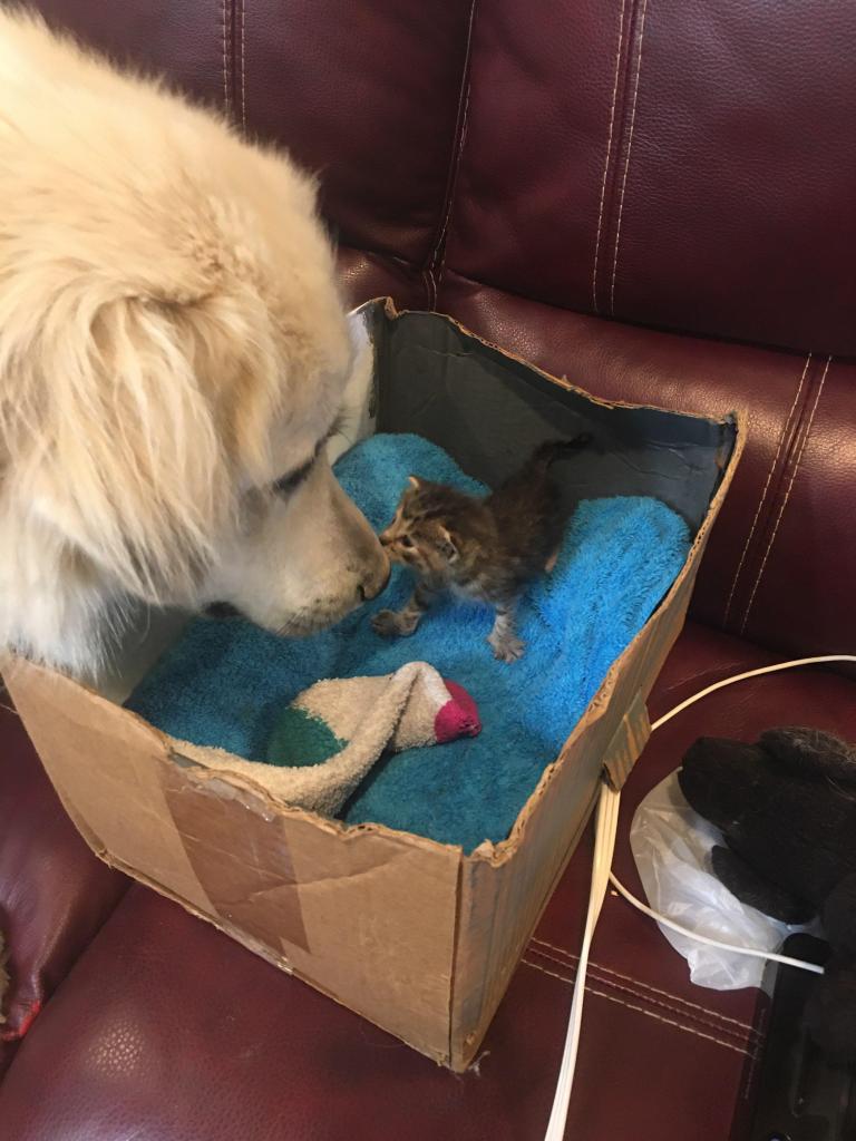 A curious dog sniffs a kitten in a box.