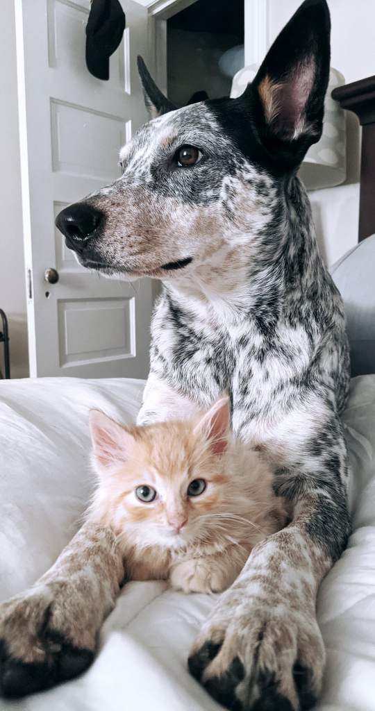 A big dog lays protectively over a small cat.