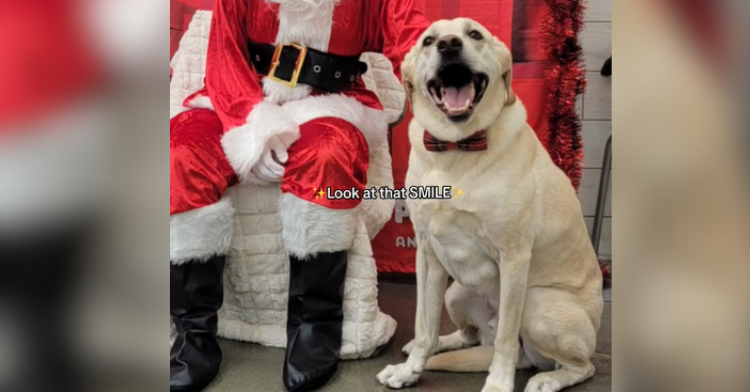 dog smiling by santa's feet