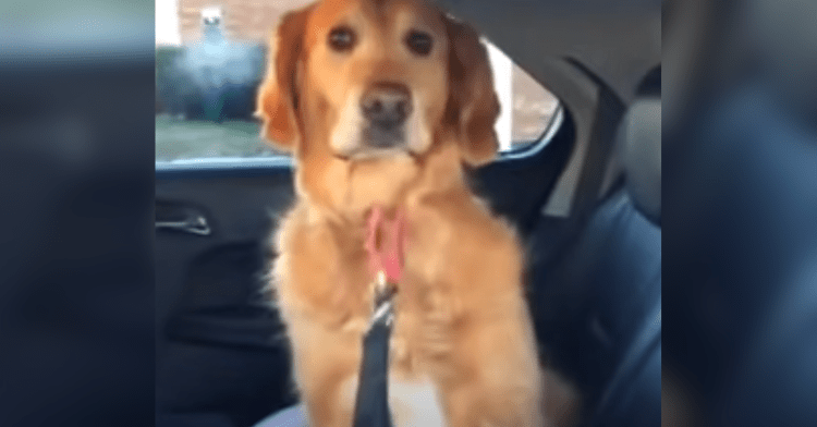 dog with leash in backseat