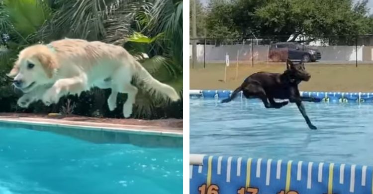 Dogs jumping into water with enthusiasm.