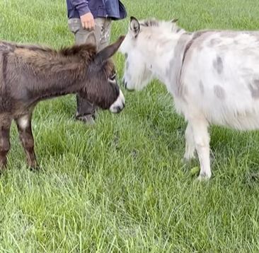 These two donkeys became best friends on a farm. 