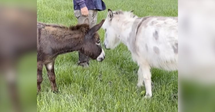 These two donkeys became best friends on a farm.