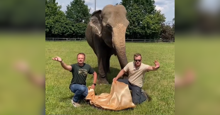 Elephant performing magic trick