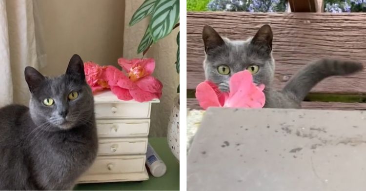 Fiddy the flower cat brings pink blossoms to her mom.