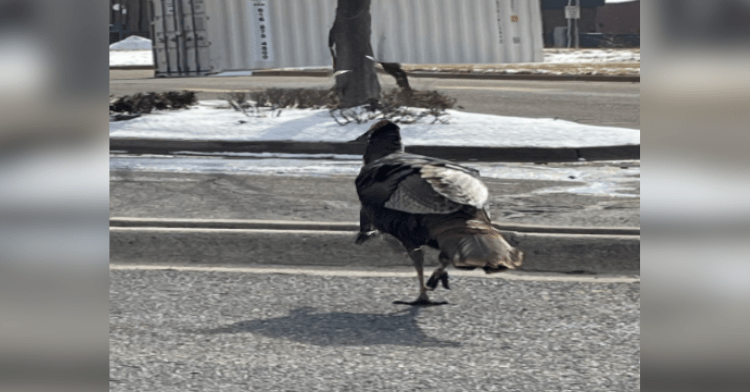 Gary The Turkey Given Police Escort To Harass Cars And Block Traffic.