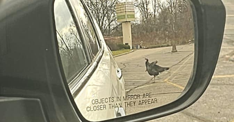 gary the turkey in someone's side view mirror