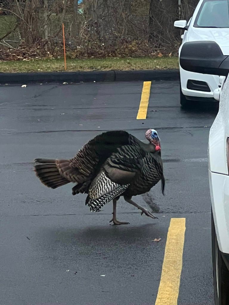 turkey in a parking lot