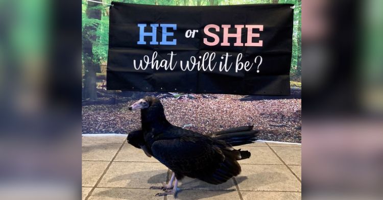 A bird sanctuary has a gender reveal party for a turkey vulture.
