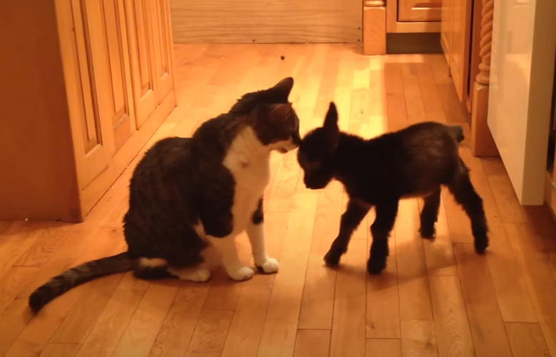 A baby goat attempts to headbutt a cat, who is larger. 