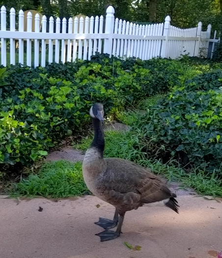 Danny the baby goose, now grown up, stands in Hailey's parents' yard for the last time.