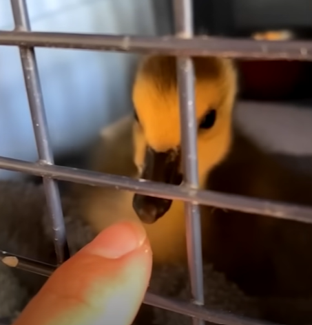 Close up of a baby goose in a cage named Danny. He's looking at the human finger that is slowly approaching the cage.