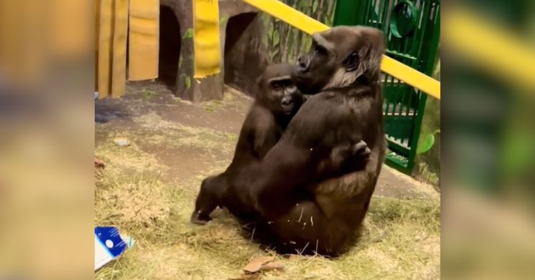 A mother gorilla giving her daughter a big hug.
