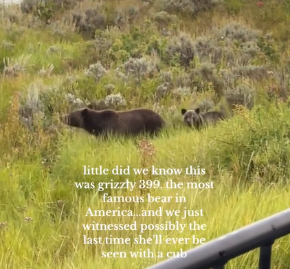 Grizzly 399 walks in tall grass with her cub following closely behind. Text on the screen reads: little did we know this was grizzly 399, the most famous bear in America... and we just witnessed possibly the last time she'll ever be seen with a cub