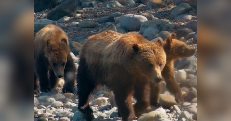 Grizzly 399 walks along a rocky area with her two cubs by her side.