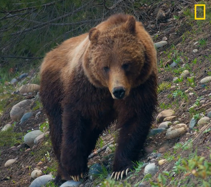 Grizzly 399 walks along a slanted path.