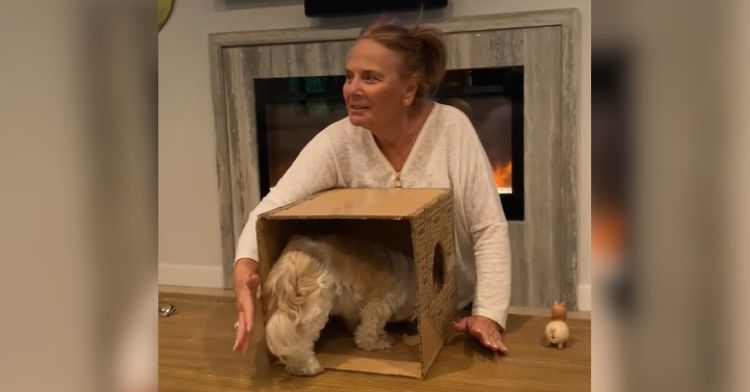 A woman puts her hands in a box with a dog inside.