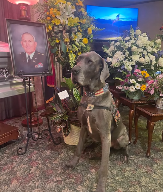 Maverick the great Dane and hero dog of the year poses stoically at a funeral. Tables of flowers are behind the dog and, next to him, is a framed photo of Philip Tackett, the man who died.