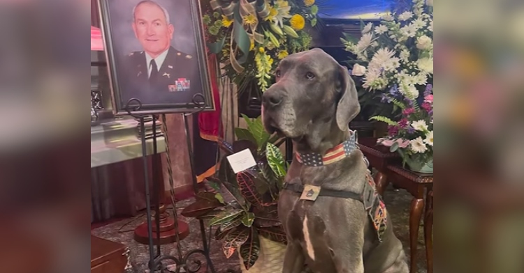 Maverick the great Dane and hero dog of the year poses stoically at a funeral. Tables of flowers are behind the dog and, next to him, is a framed photo of Philip Tackett, the man who died.