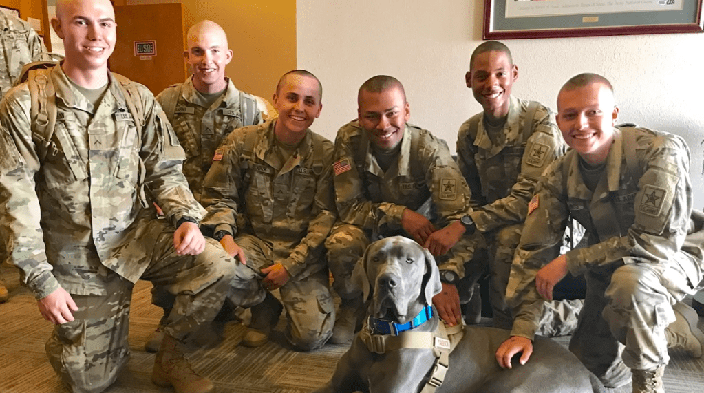 A group of six people in military uniforms squat next to Maverick, a great Dane, to smile and pose for a photo.