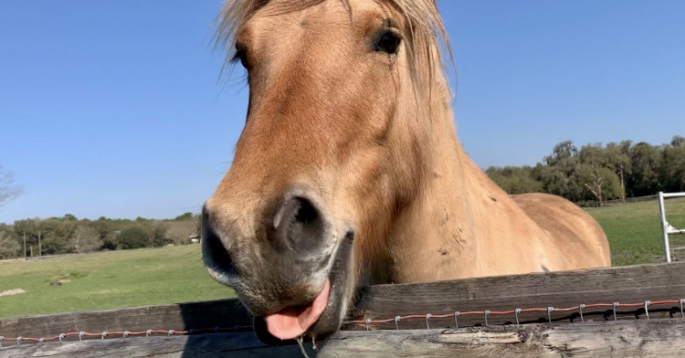 Horse with its tongue sticking out, not being very majestic.