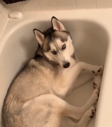 A husky is curled up inside an empty bathtub. 