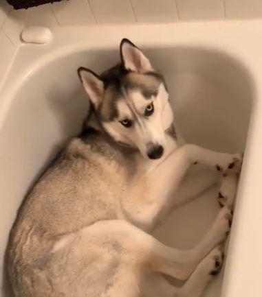 A husky is curled up inside an empty bathtub.
