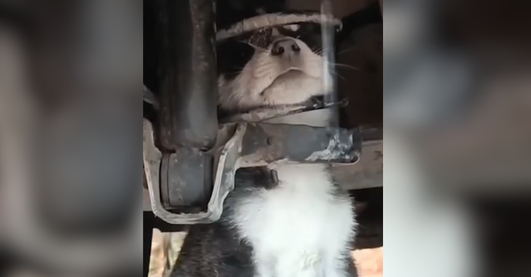 husky stuck under car