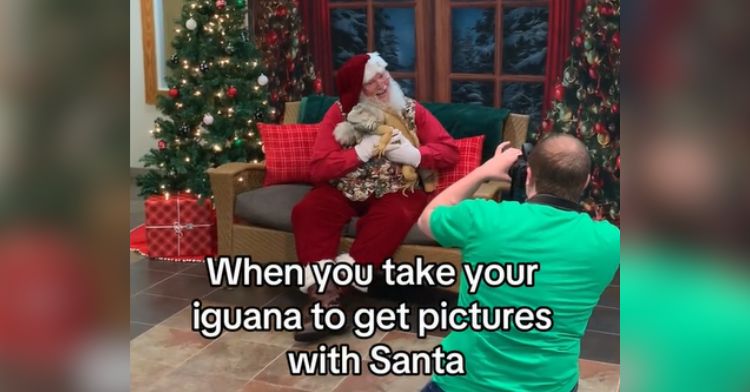 An iguana sits on Santa's lap for photos.
