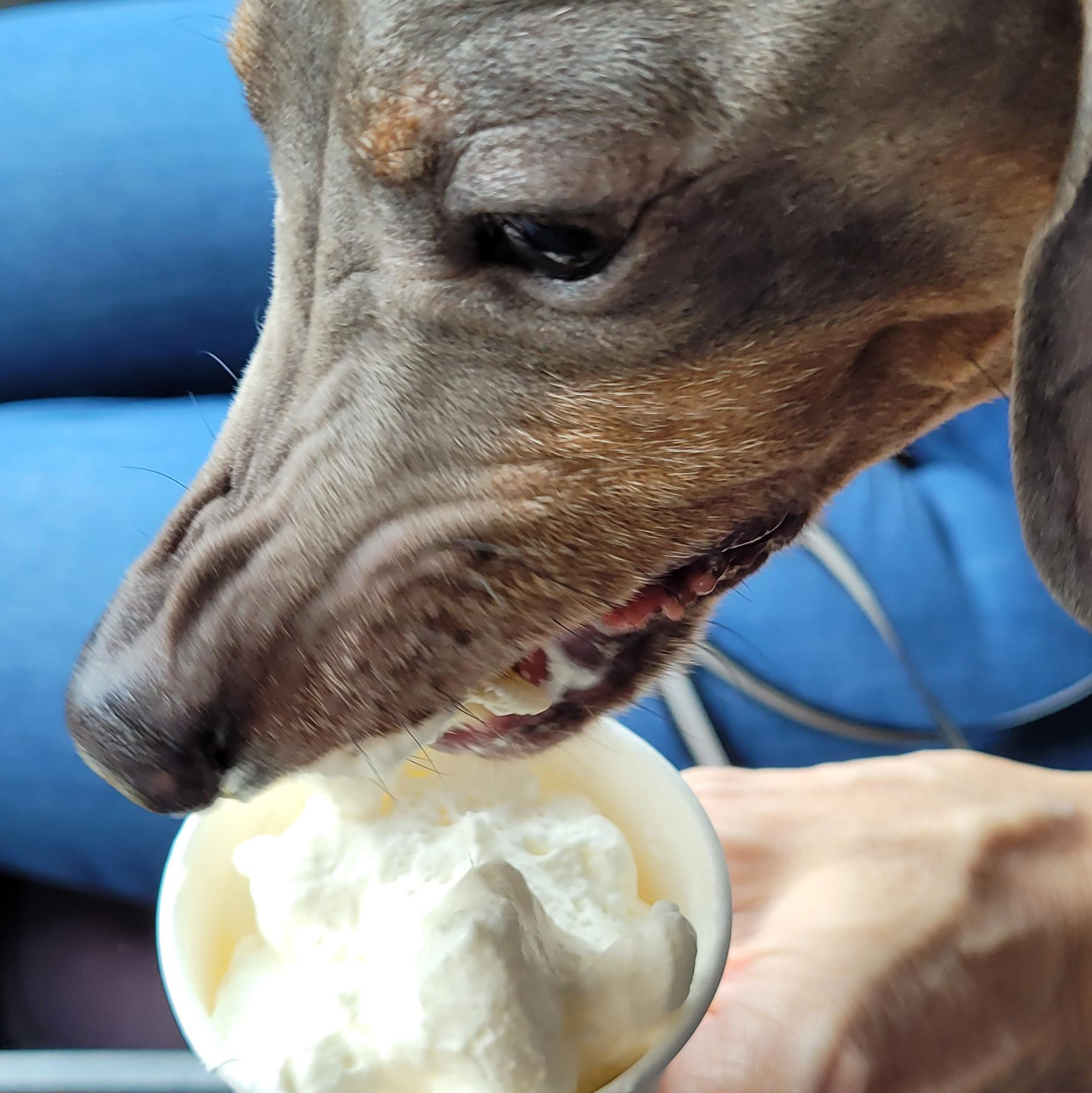 dog frantically licking his puppuccino