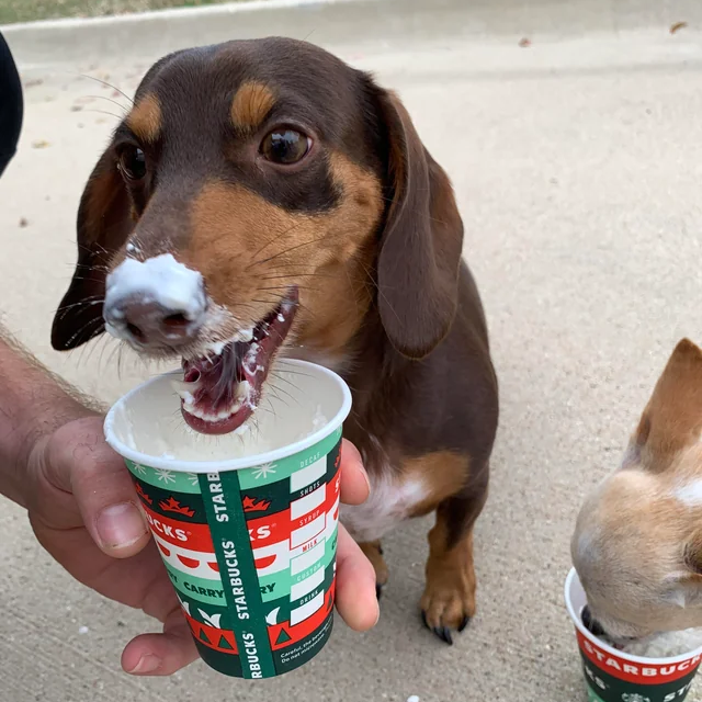 dog happy with puppuccino on its nose