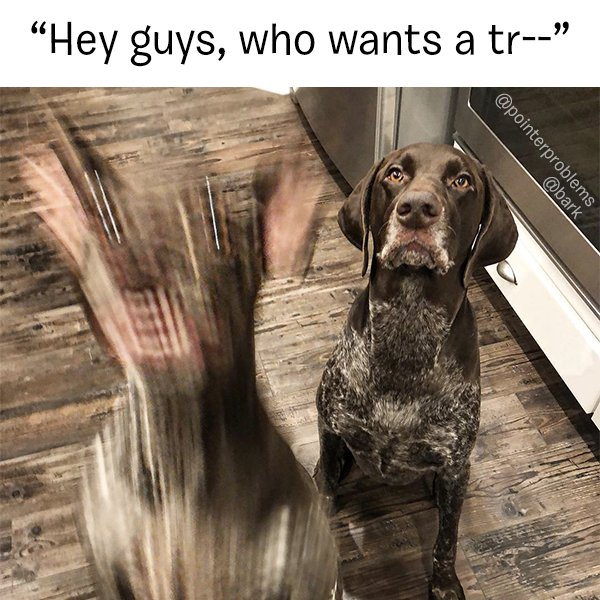 dog jumping for treat