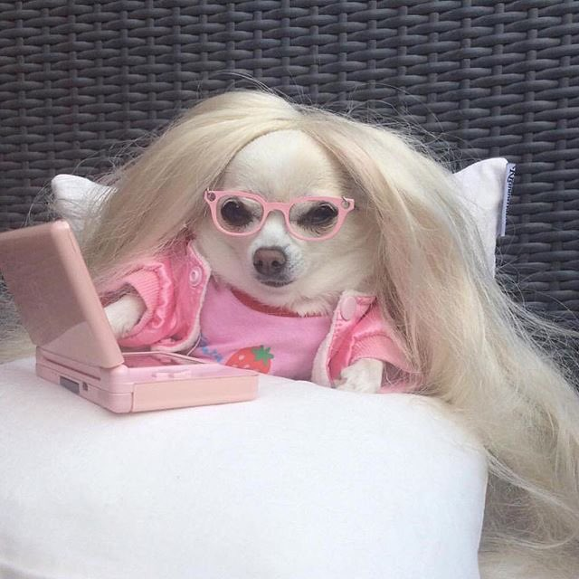 dog with blonde wig