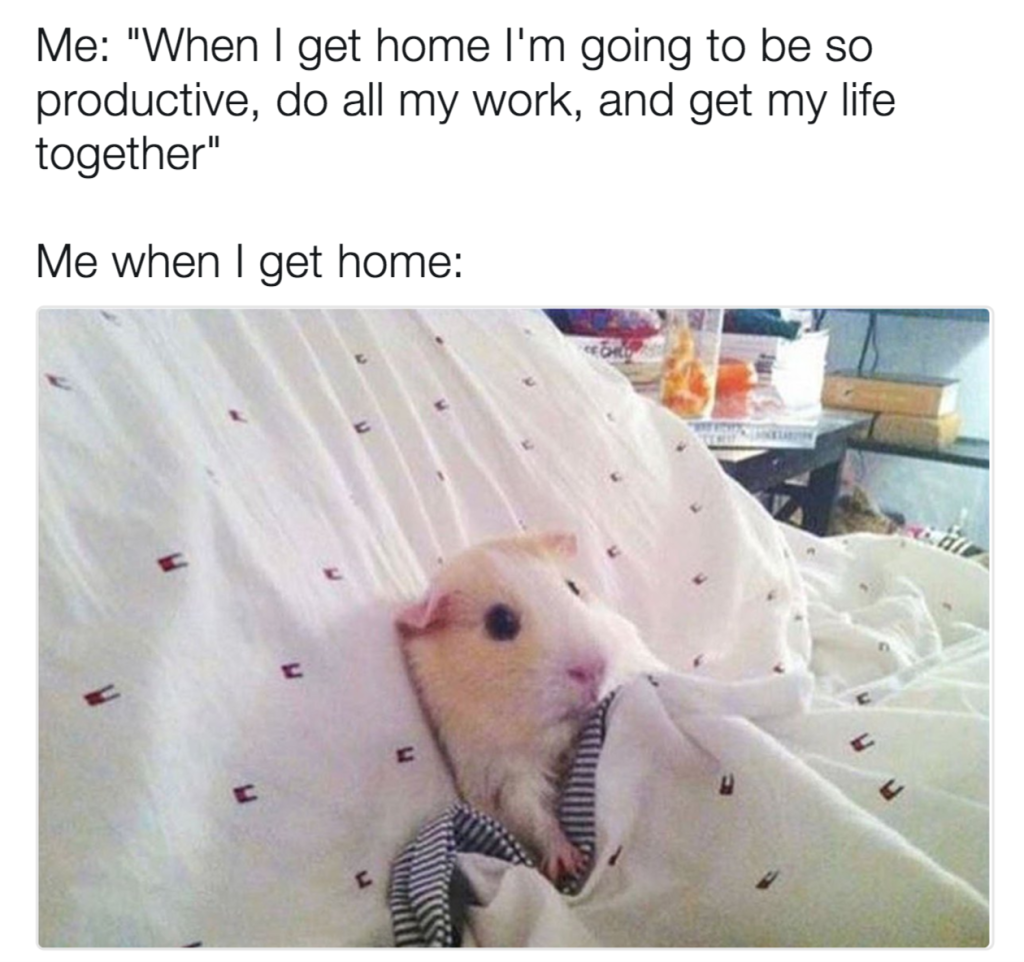 tucked in guinea pig
