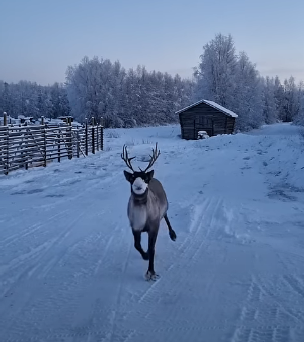 cute reindeer prancing in Lapland