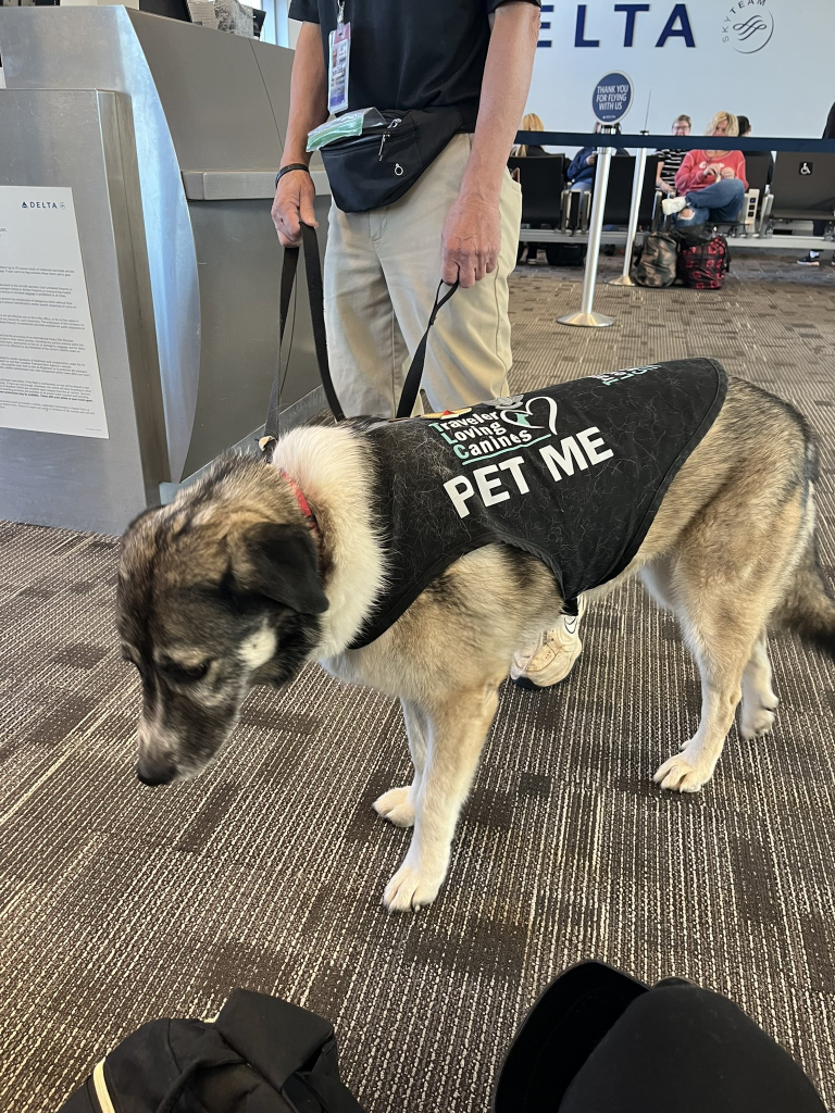 dog with "pet me" vest