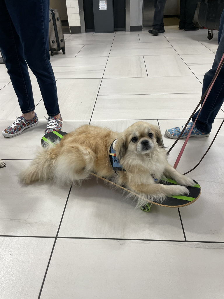 dog laying on skateboard