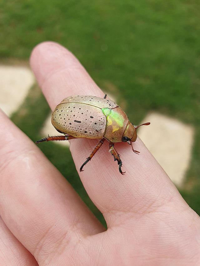 christmas beetle