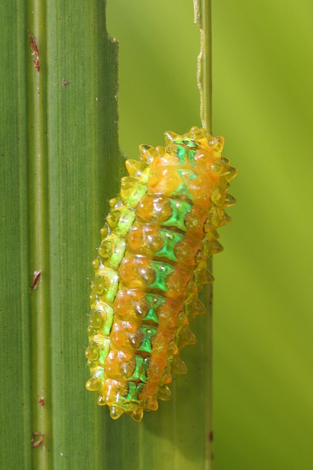 jewel caterpillar