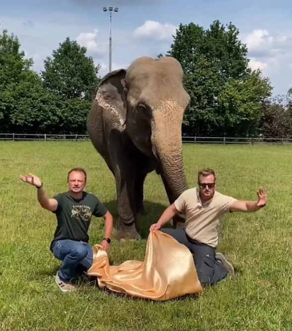 Elephant performs magic trick