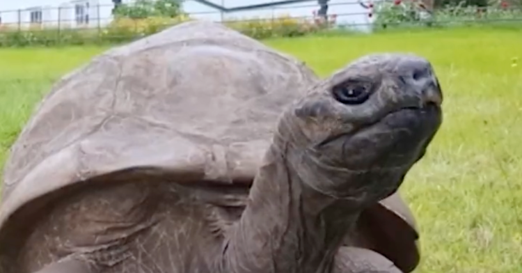 Jonathan The Giant Tortoise Celebrates Birthday And New World Record!