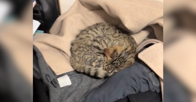 A teacher found a kitten curled up in a pile of coats.