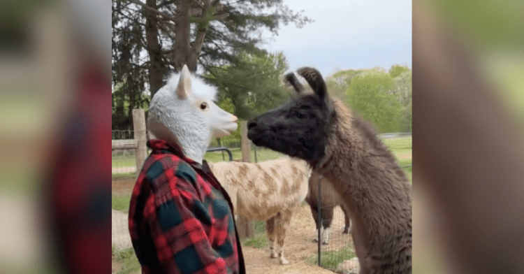 llama meeting llama imposter