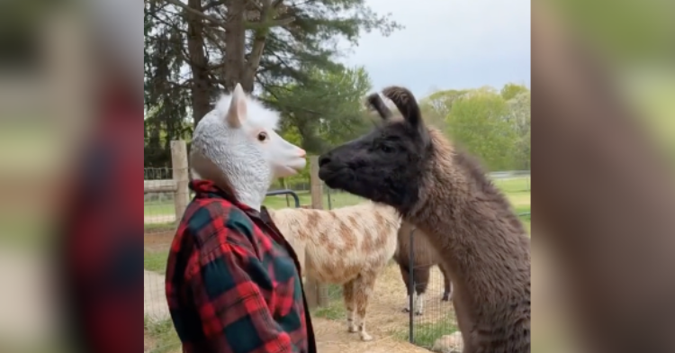 llama meeting llama imposter